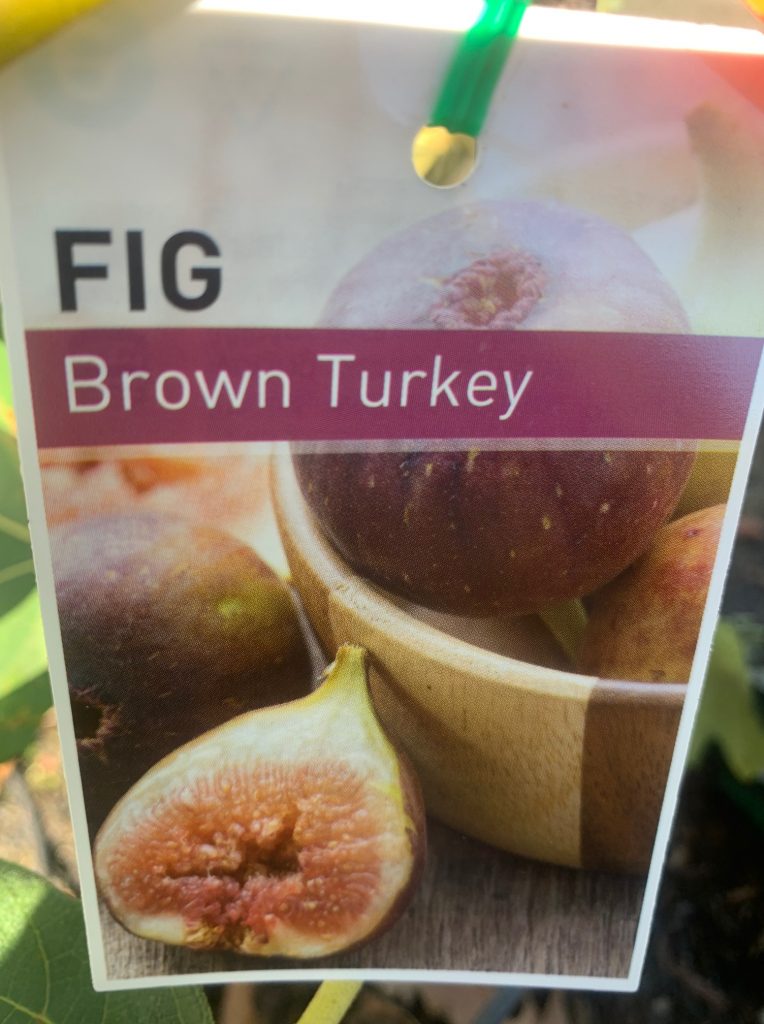 Lakeside Plants & Nursery