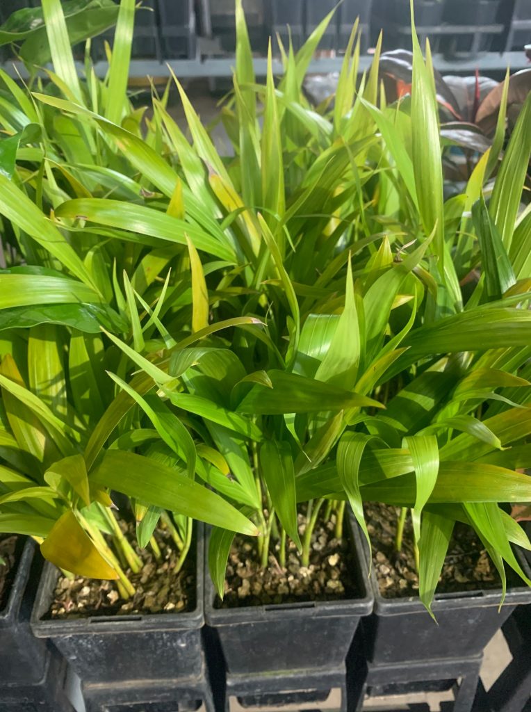 Lakeside Plants & Nursery