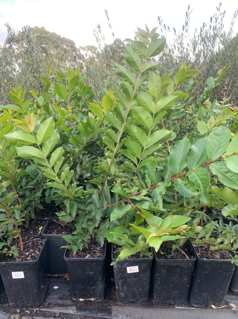 Lakeside Plants & Nursery