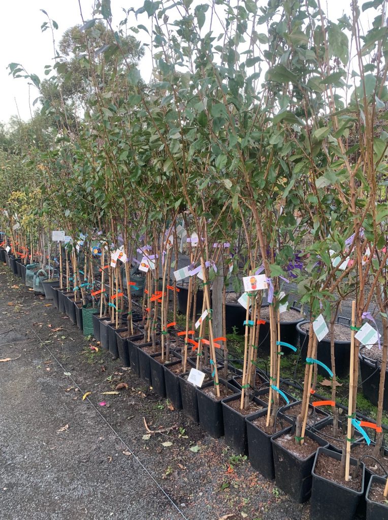 Lakeside Plants & Nursery