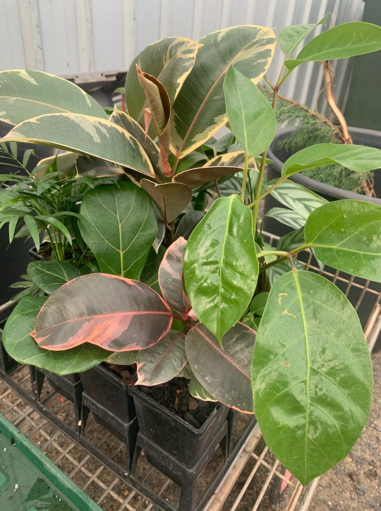 Lakeside Plants & Nursery