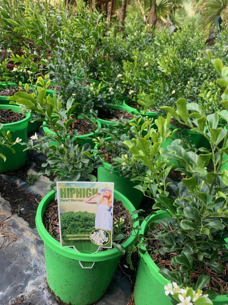 Lakeside Plants & Nursery