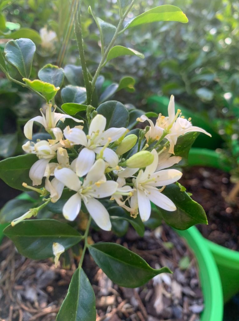 Lakeside Plants & Nursery