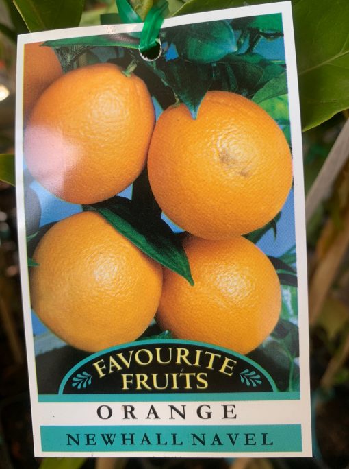 Orange newhall navel