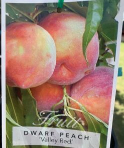 Dwarf peach Valley Red