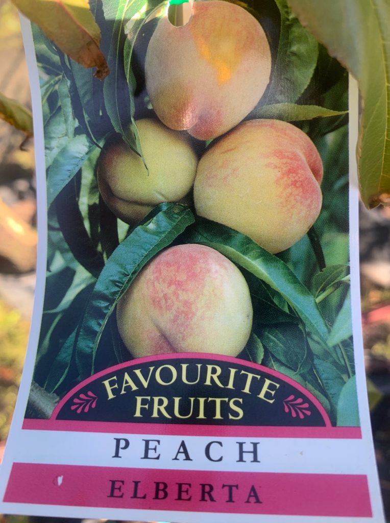 Lakeside Plants & Nursery