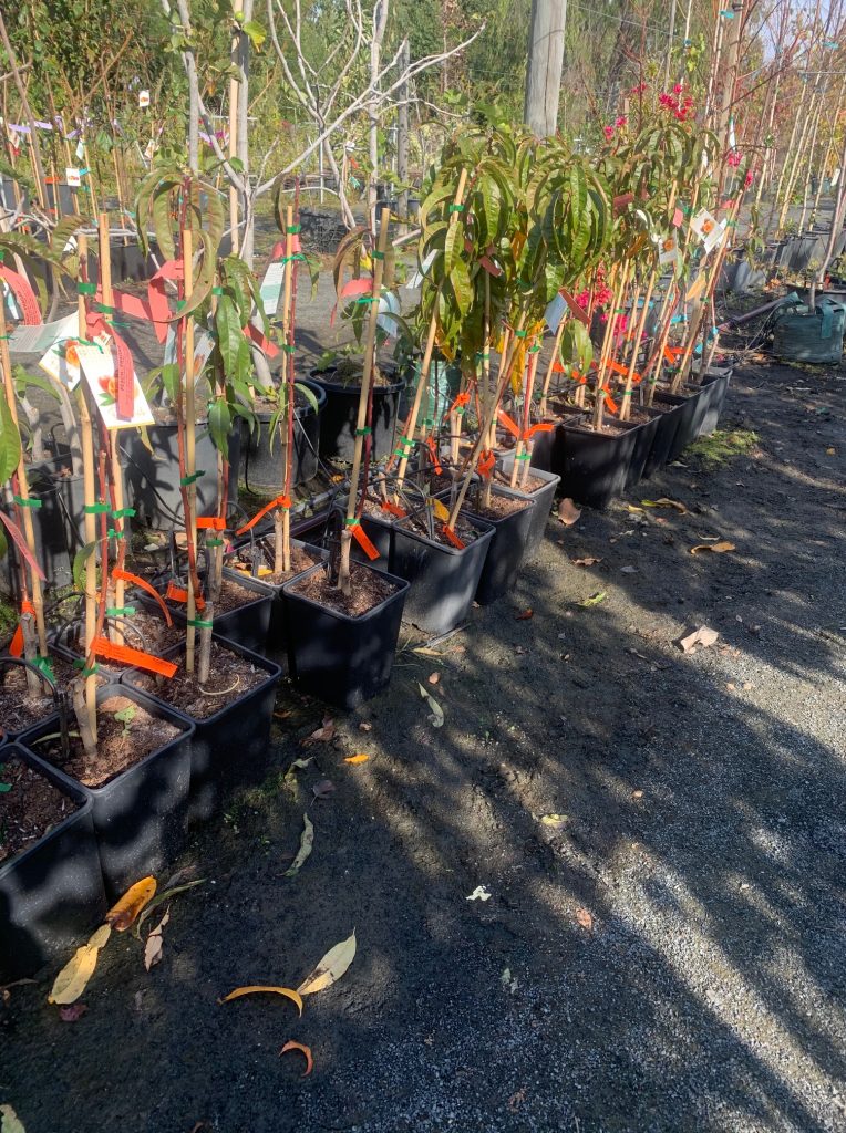 Lakeside Plants & Nursery