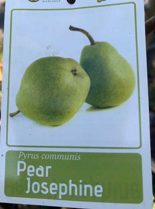Pear Josephine