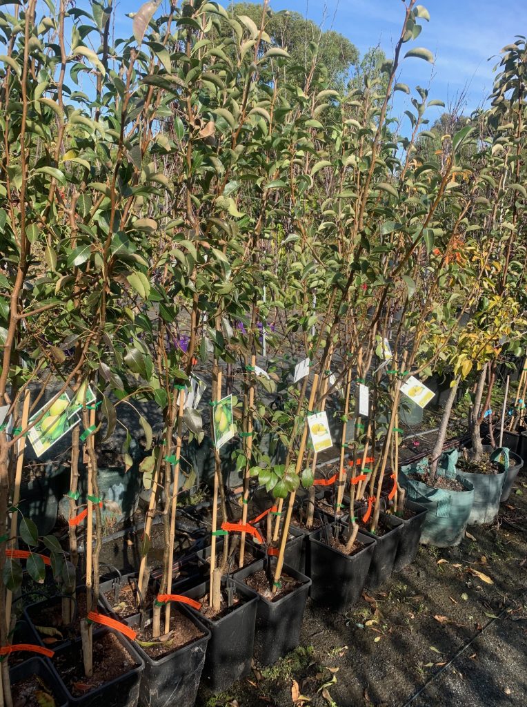 Lakeside Plants & Nursery