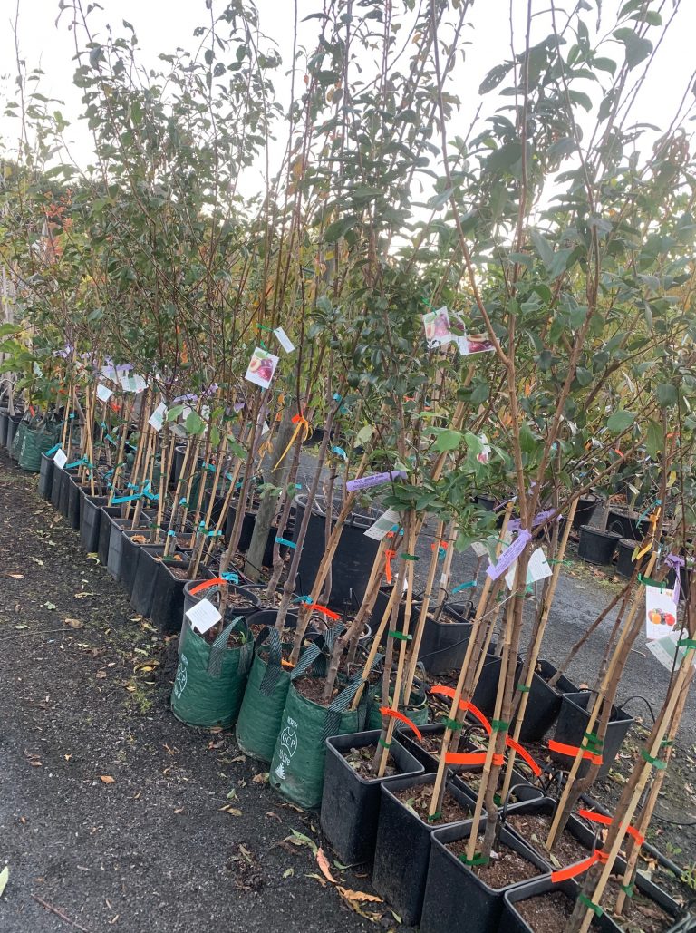 Plum Blood Satsuma - Lakeside Plants & Nursery