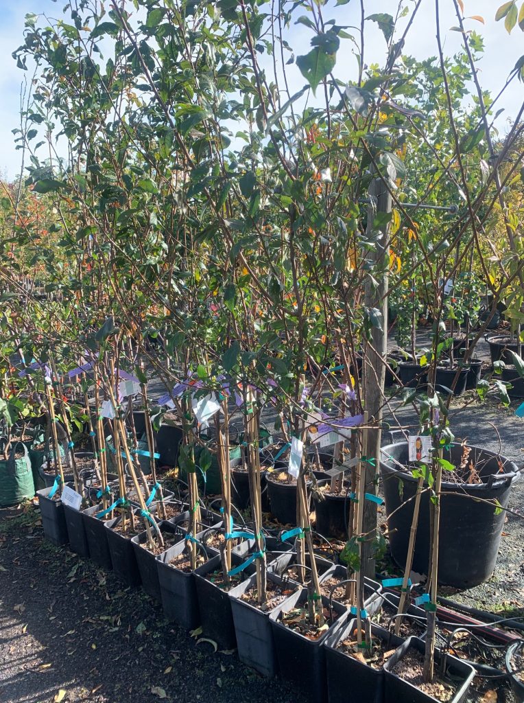 Lakeside Plants & Nursery
