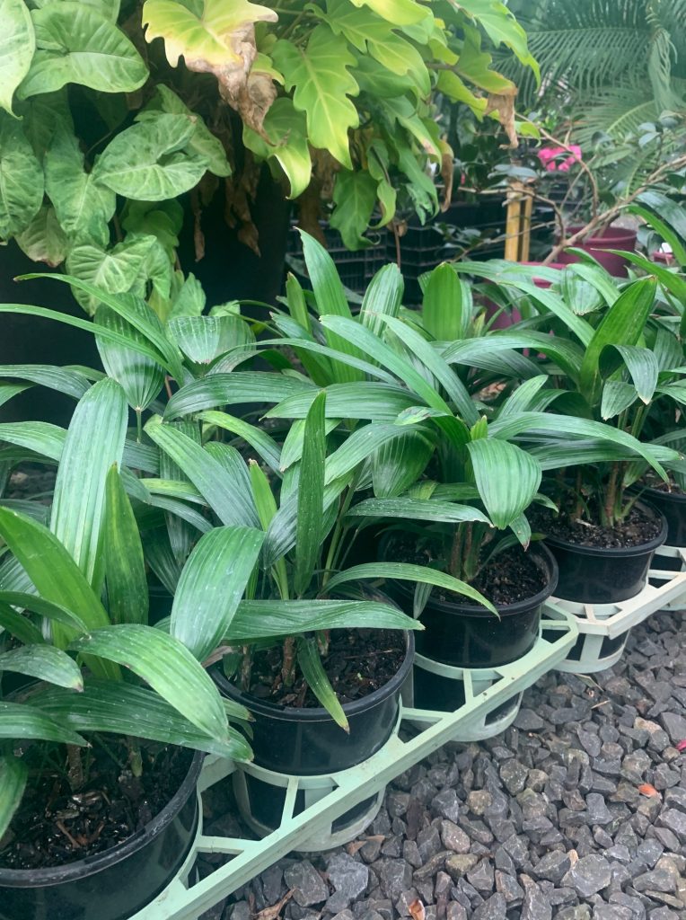 Lakeside Plants & Nursery