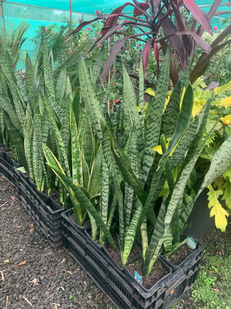 Lakeside Plants & Nursery
