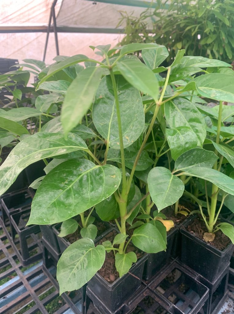 Lakeside Plants & Nursery