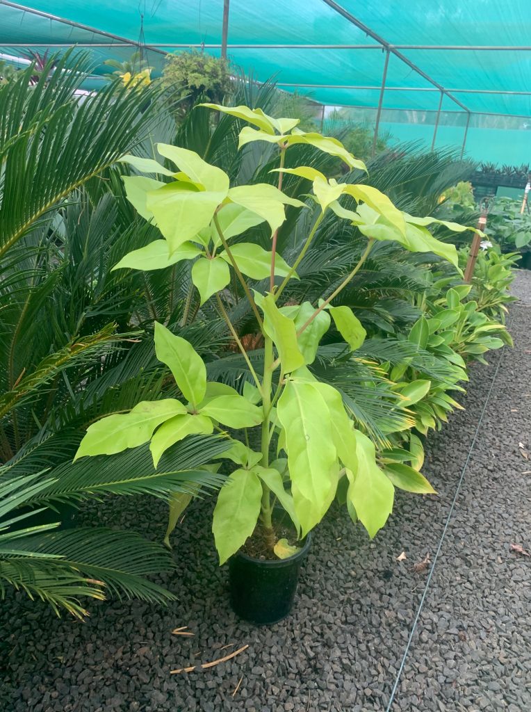 Lakeside Plants & Nursery
