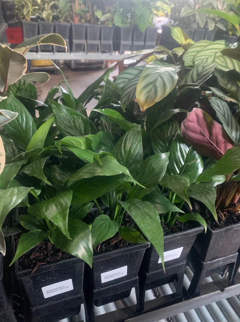Lakeside Plants & Nursery