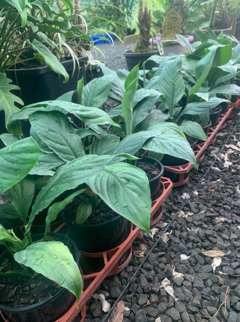 Lakeside Plants & Nursery