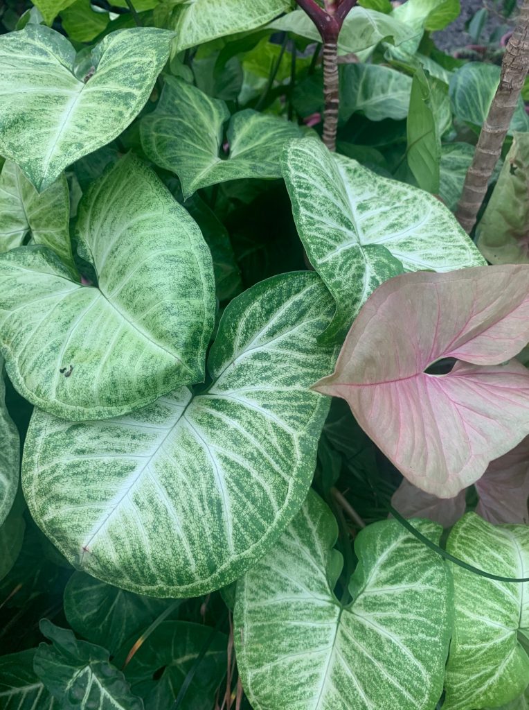 Lakeside Plants & Nursery