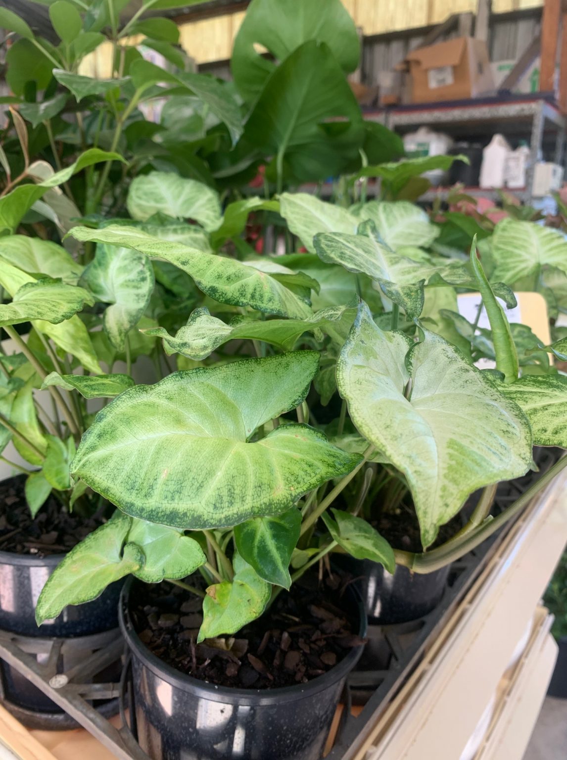 Syngonium White Butterfly Lakeside Plants & Nursery