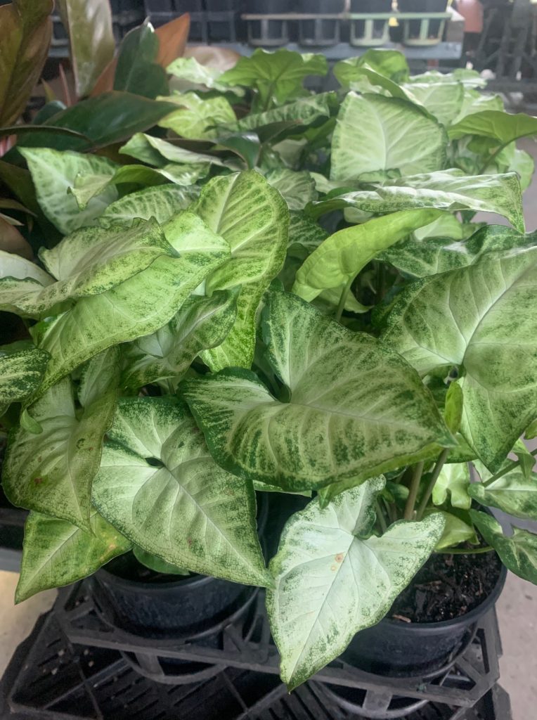 Lakeside Plants & Nursery