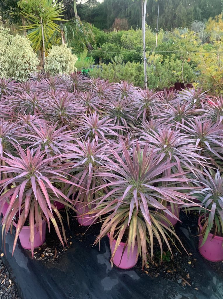 Lakeside Plants & Nursery