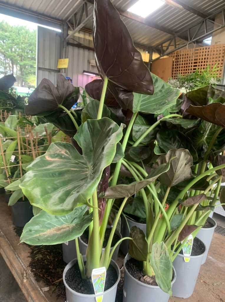 Lakeside Plants & Nursery