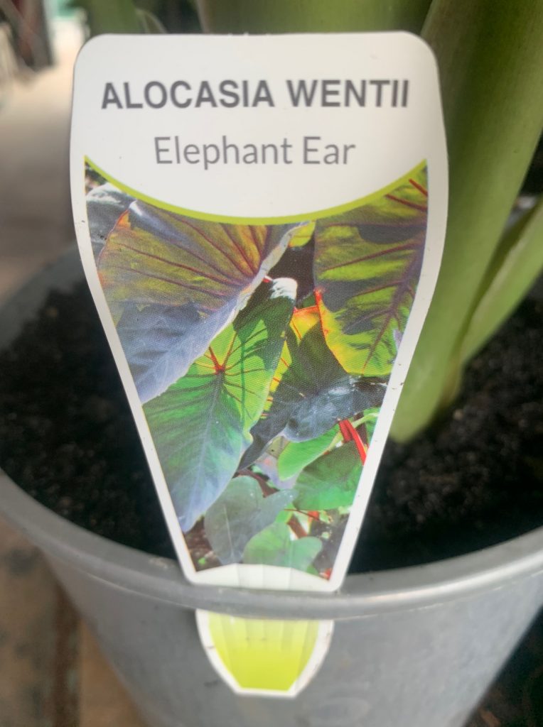 Lakeside Plants & Nursery