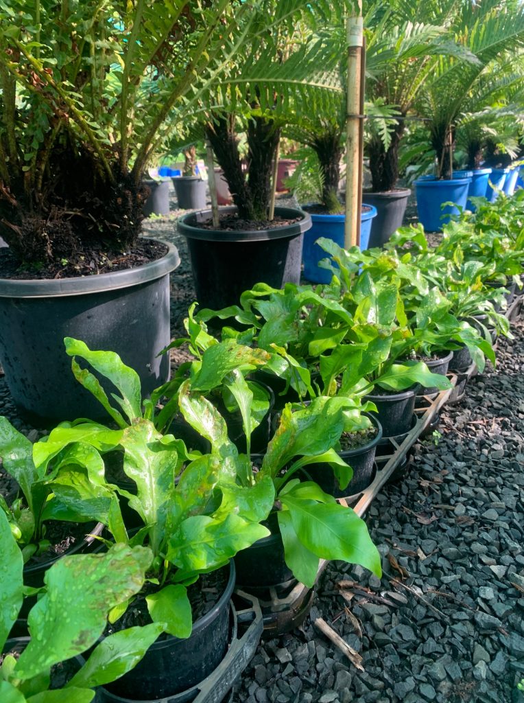 Lakeside Plants & Nursery