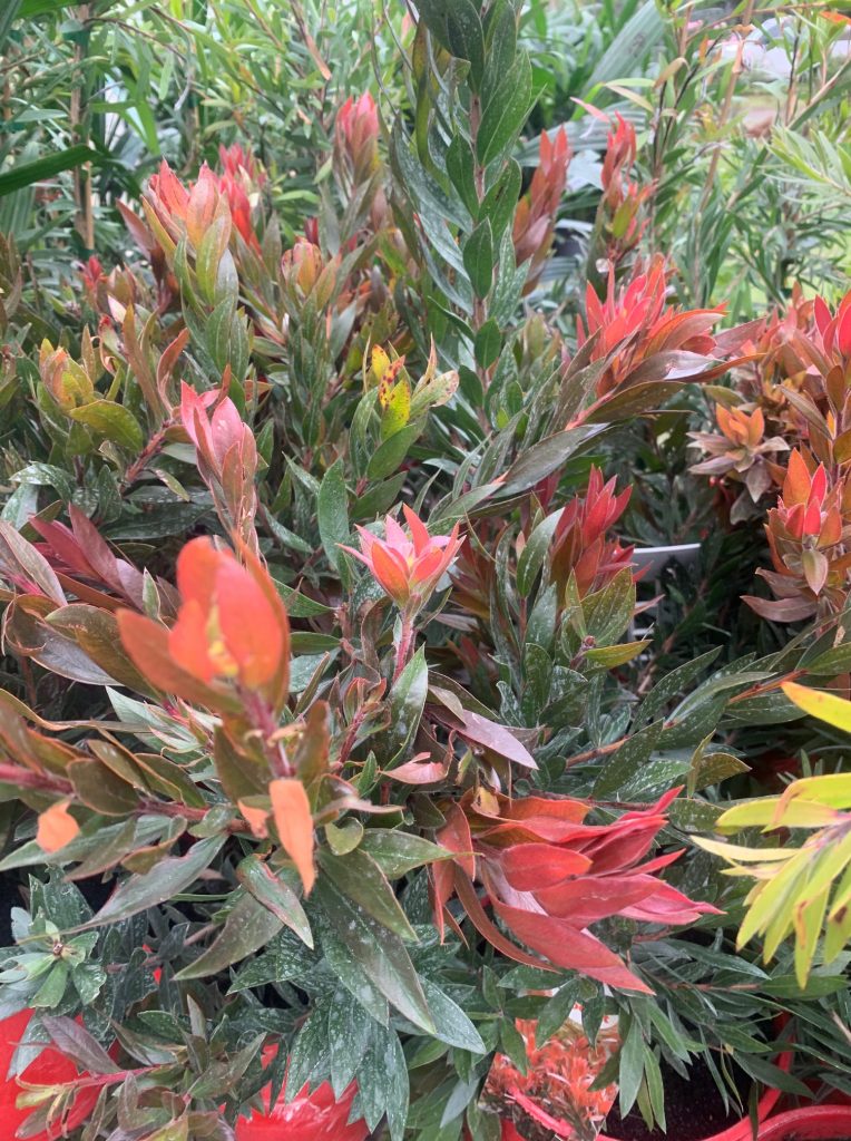 Lakeside Plants & Nursery