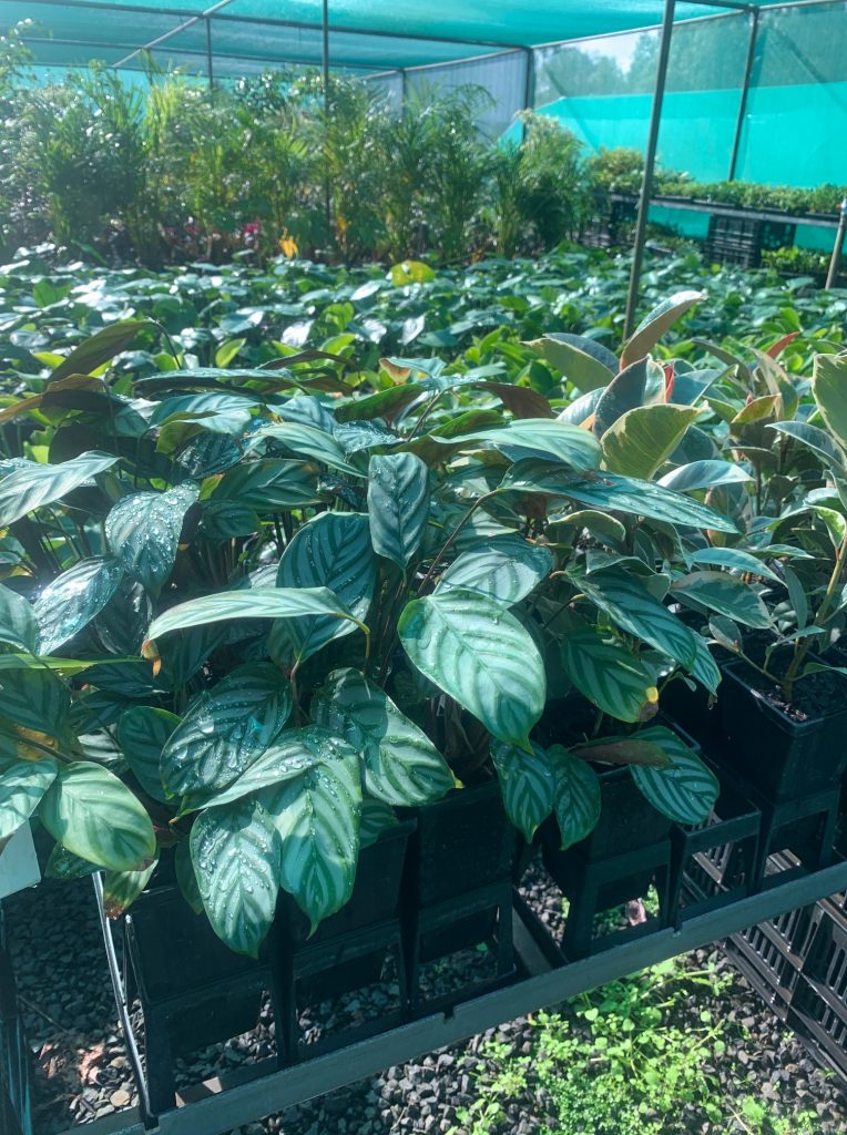 Lakeside Plants & Nursery