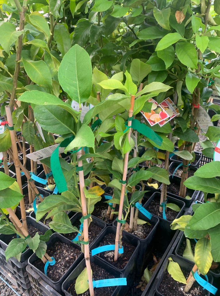 Lakeside Plants & Nursery