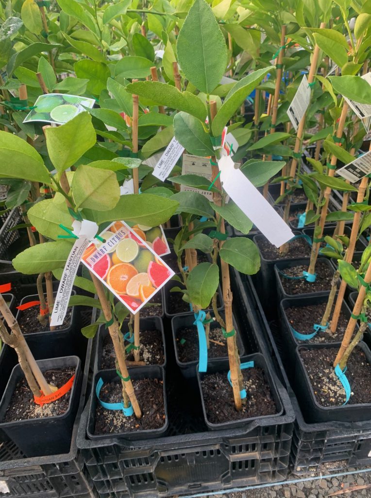 Lakeside Plants & Nursery
