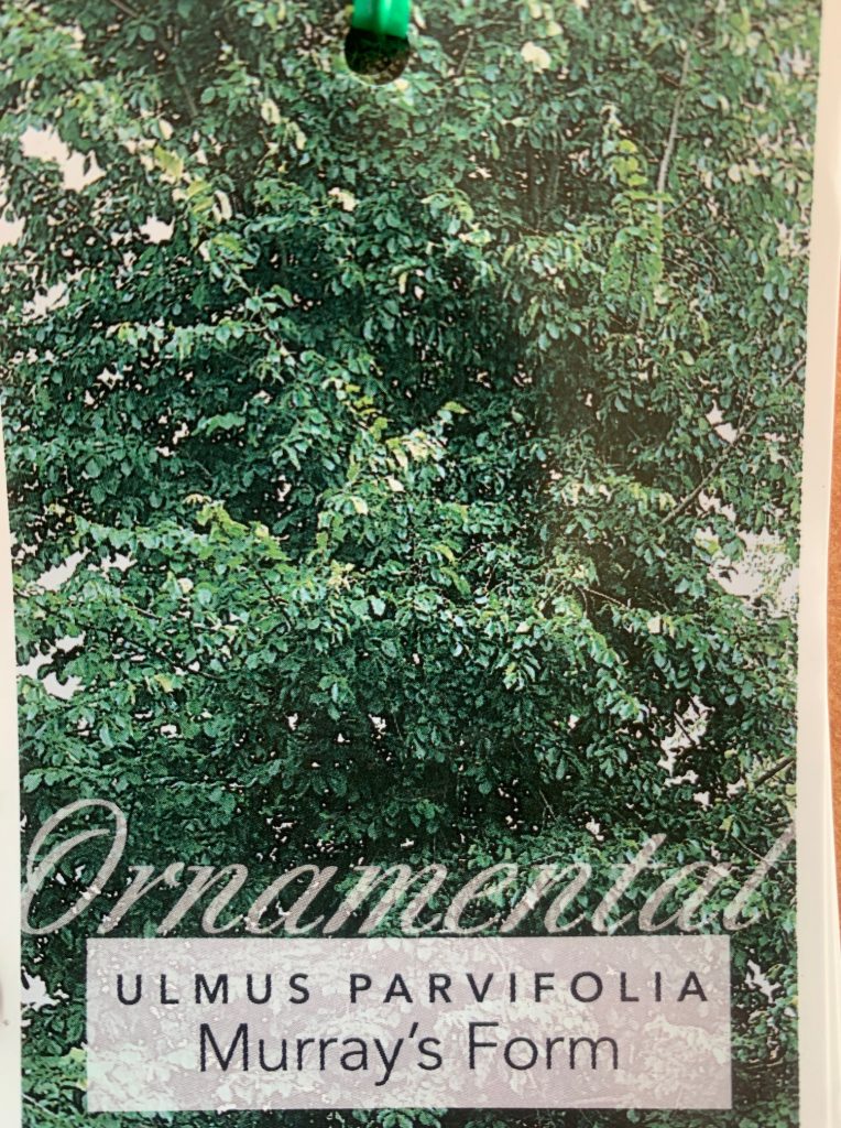 Lakeside Plants & Nursery