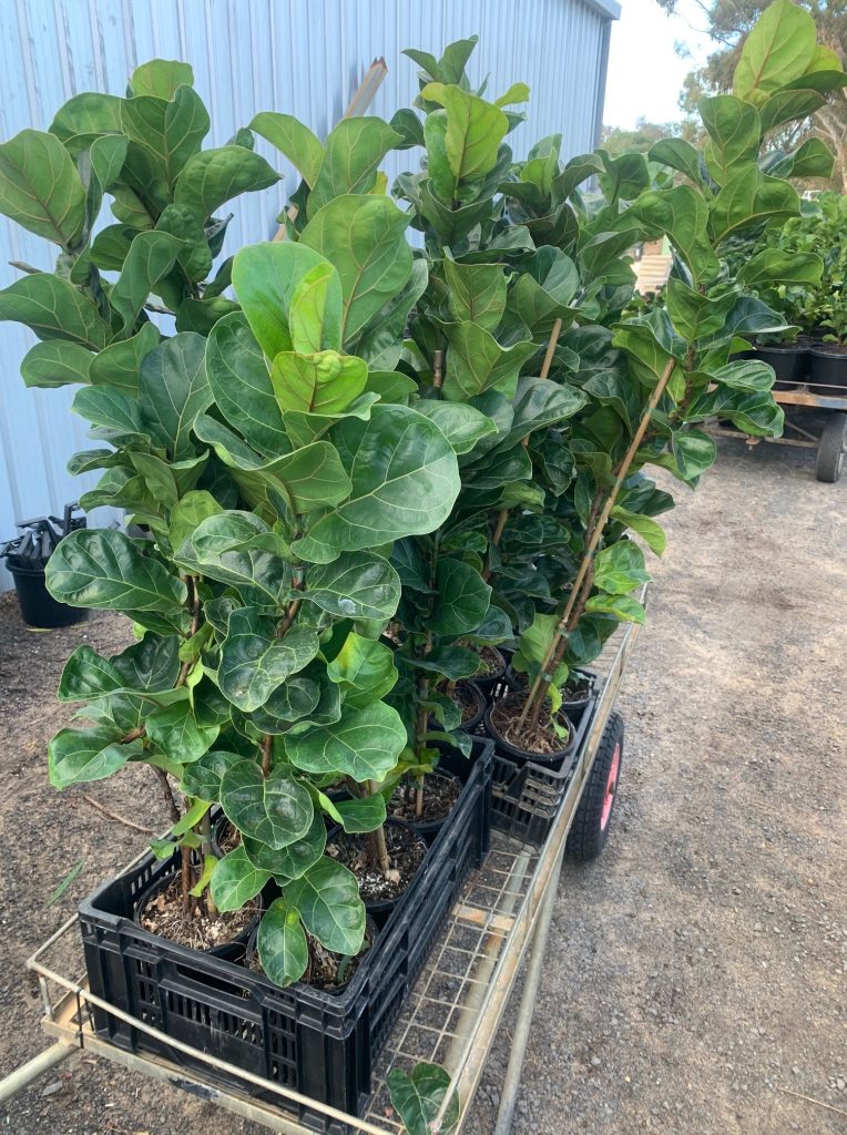 Lakeside Plants & Nursery