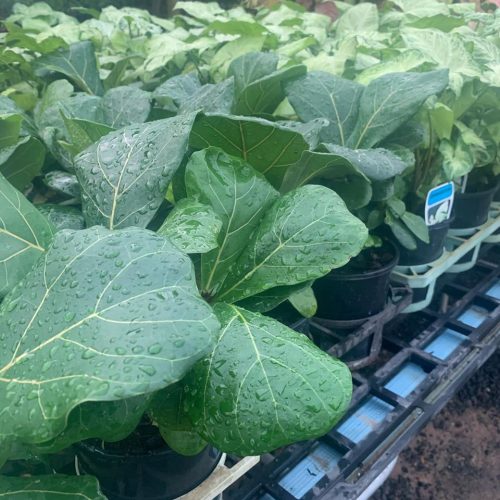 Lakeside Plants & Nursery