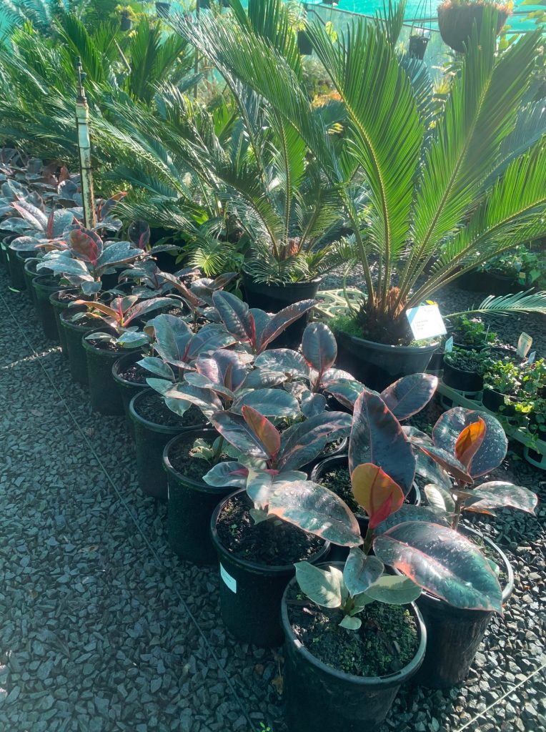 Lakeside Plants & Nursery