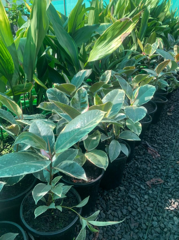 Lakeside Plants & Nursery