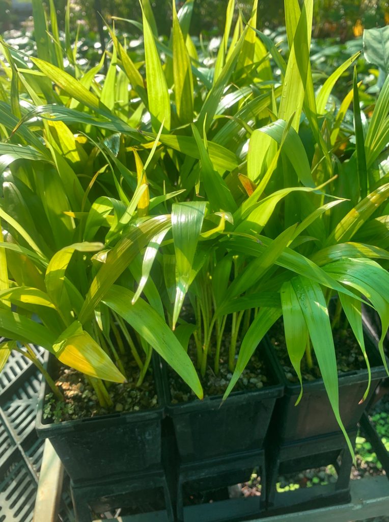 Lakeside Plants & Nursery