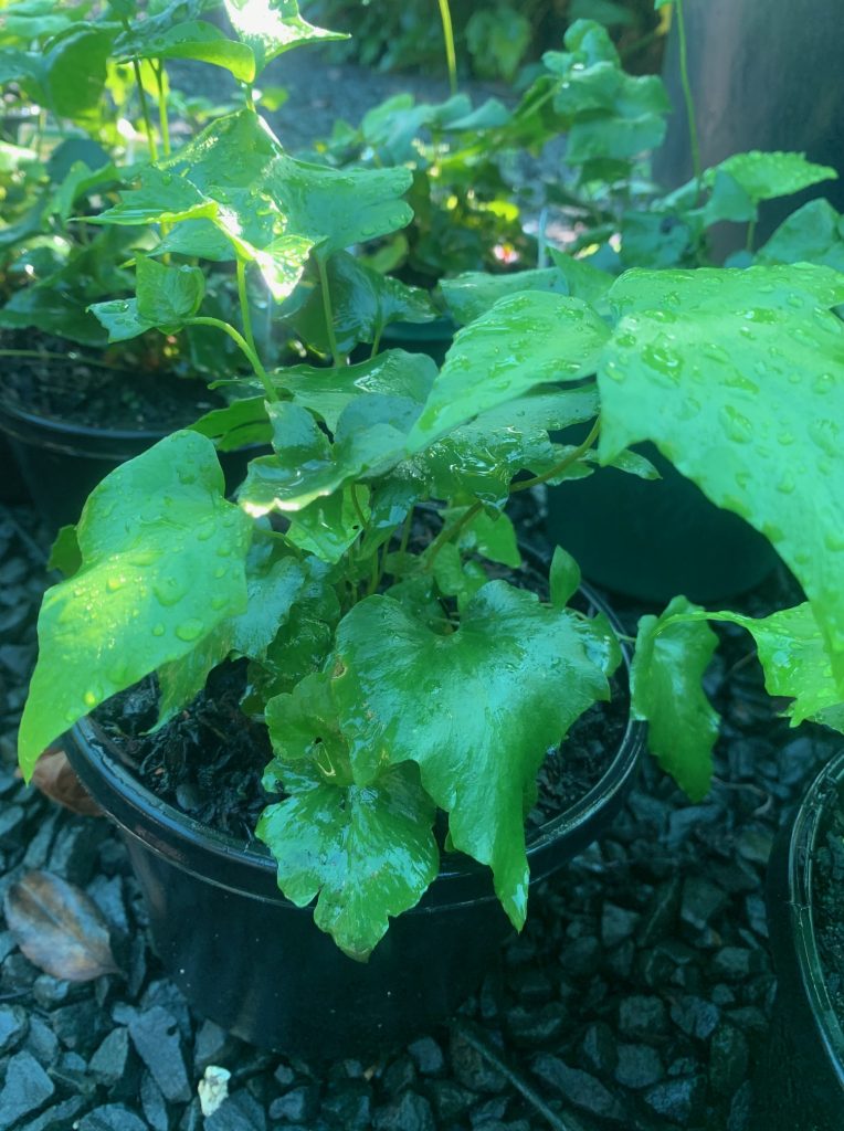Lakeside Plants & Nursery