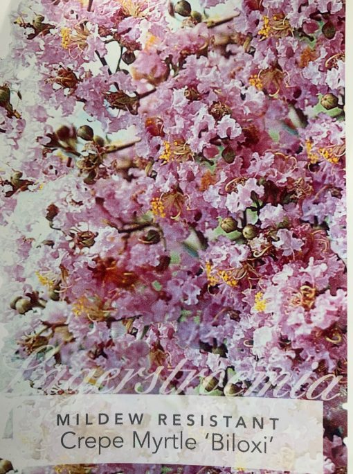 lagerstroemia biloxi