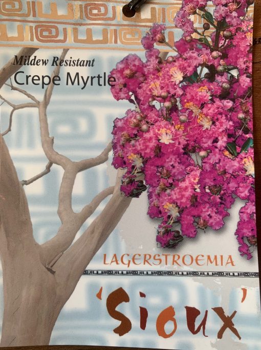 lagerstroemia Sioux