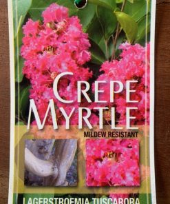 lagerstroemia tuscarora