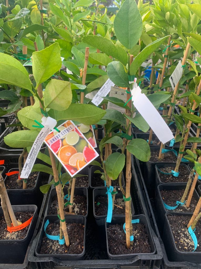 Lakeside Plants & Nursery