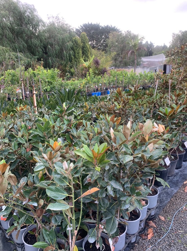 Lakeside Plants & Nursery