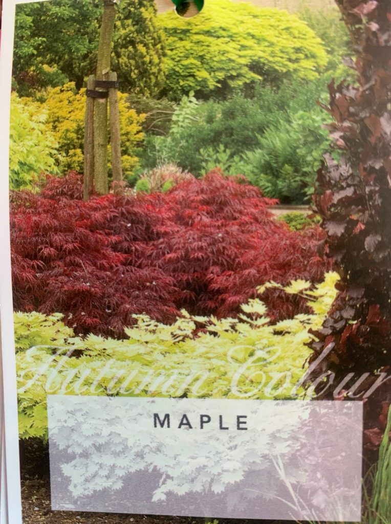 Lakeside Plants & Nursery