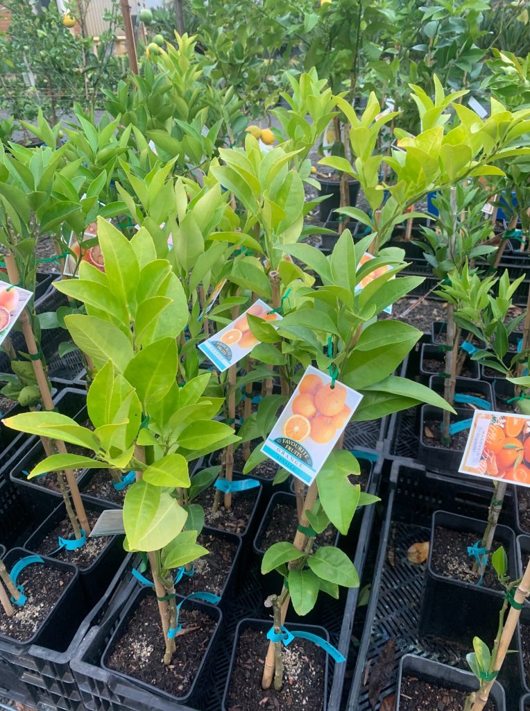 Lakeside Plants & Nursery