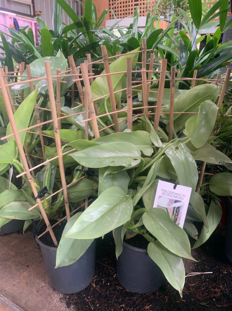 Lakeside Plants & Nursery