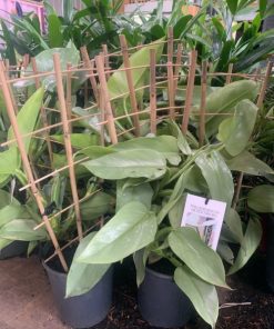 Philodendron Silver Sword