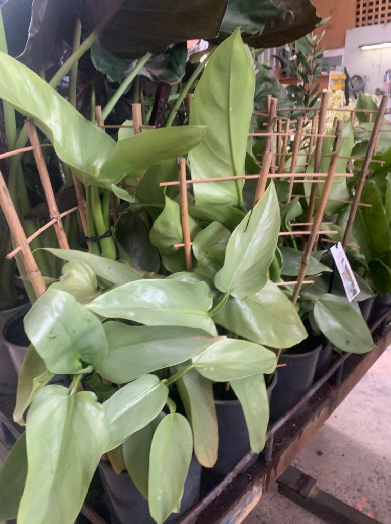 Lakeside Plants & Nursery
