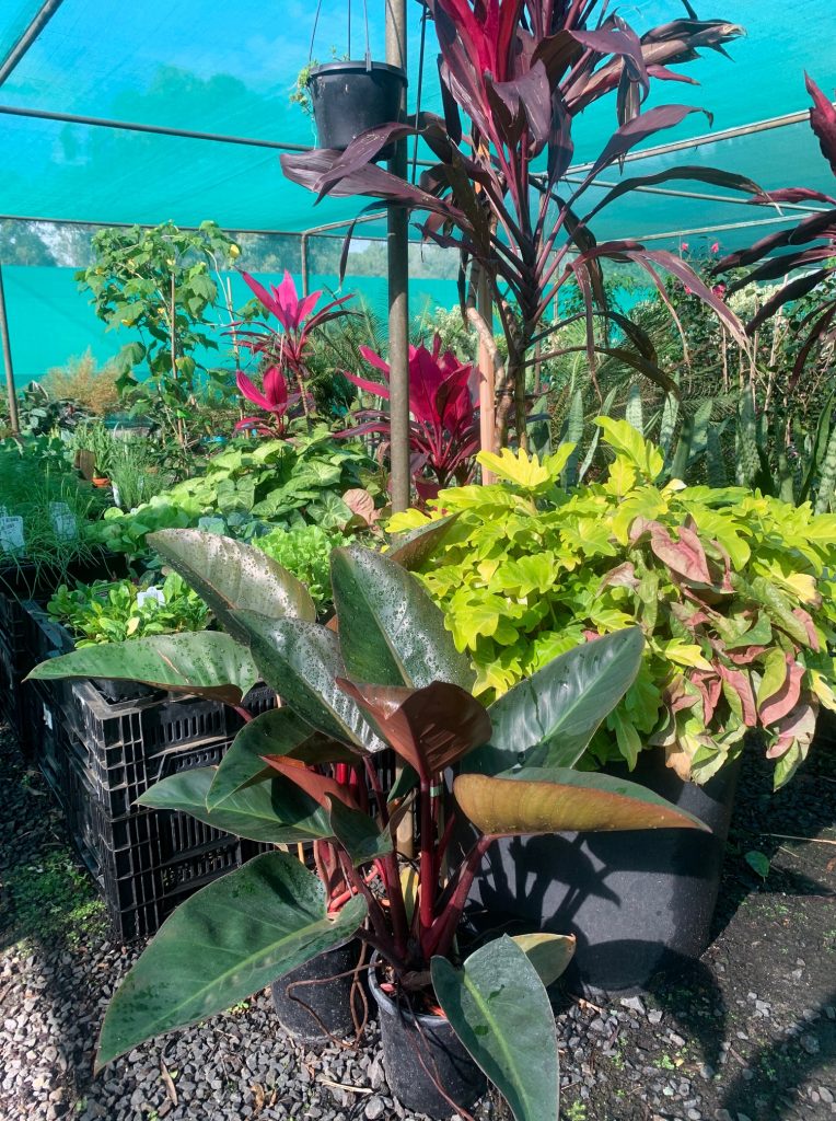 Lakeside Plants & Nursery